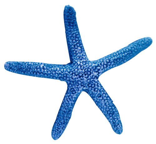 Starfish.Blue - бесплатно png