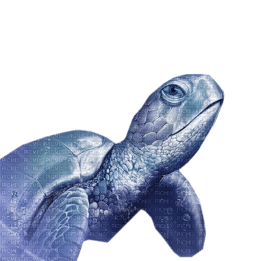 tortue - 無料png