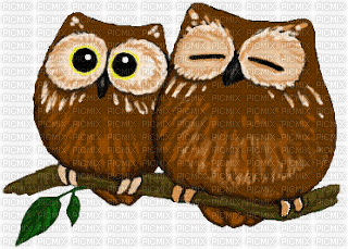 Blinking Owls - Бесплатный анимированный гифка