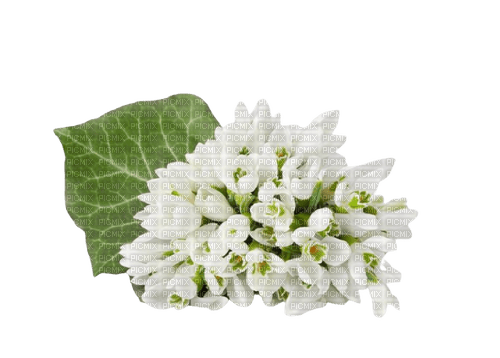 flower fleur blossom blumen white - Free PNG