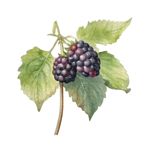 blackberries Bb2 - png gratuito