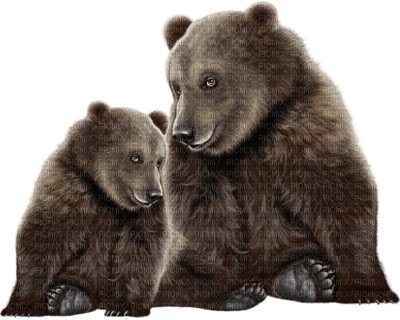 brown bear bp - zdarma png