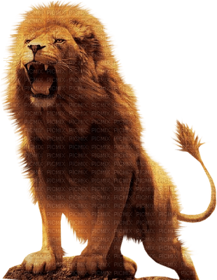 lion bp - 免费PNG
