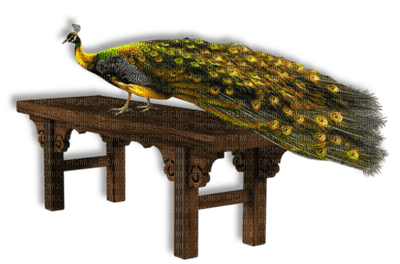 pavo real - PNG gratuit