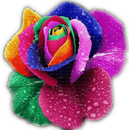 Rena Rose Regenbogenfarben Multicolor - Free PNG