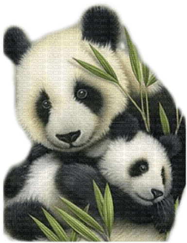 panda milla1959 - PNG gratuit