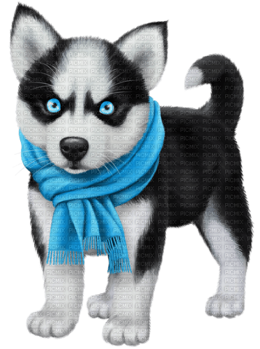 Dog Puppy Chien Husky - безплатен png