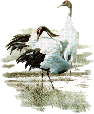 crane birds bp - Бесплатный анимированный гифка