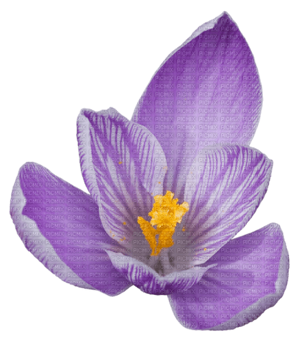 dolceluna spring summer flower - zdarma png