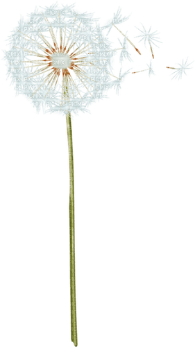 Dandelion - darmowe png