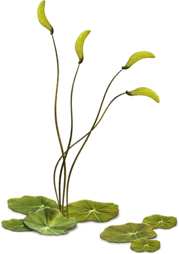 Planta de agua - zdarma png