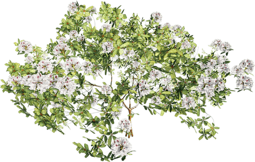 blommor-vita----flowers-white - PNG gratuit