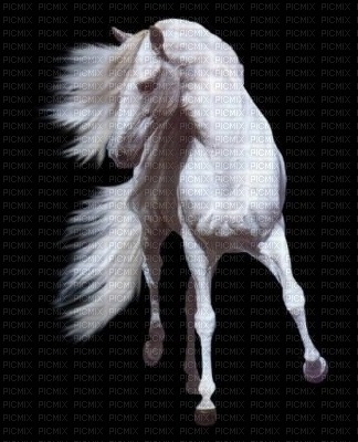 cheval blanc - png gratuito