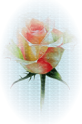 Róża kolor - ingyenes png