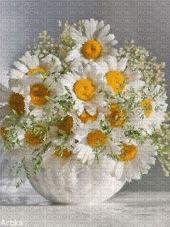 MMarcia gif fleur flores margaridas daisies  vaso - Бесплатный анимированный гифка