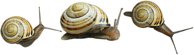Kaz_Creations Snail Snails - ücretsiz png