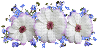 kukka fleur flower - png gratis