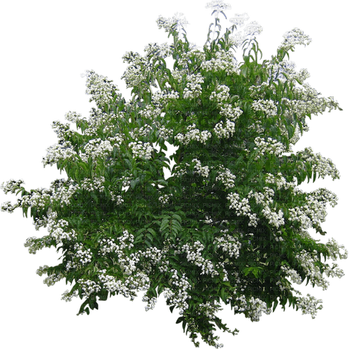 Arbusto hojas verdes y flores blancas, arbusto , flores - png gratis -  PicMix