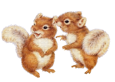 Squirrels.écureuils.Ardillas.gif.Victoriabea - Animovaný GIF zadarmo