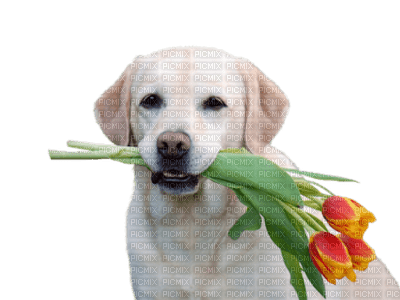 dog with flower bp - PNG gratuit