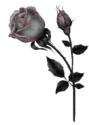 Roses dm19 - Bezmaksas animēts GIF