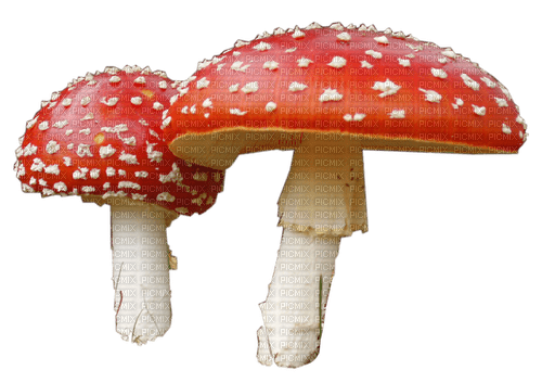 Champignons.Hongos.Red.Victoriabea - Free PNG