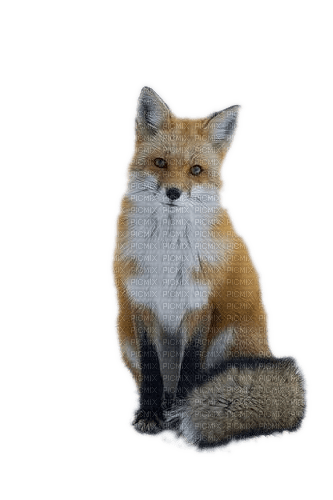 Fuchs, Fox - PNG gratuit