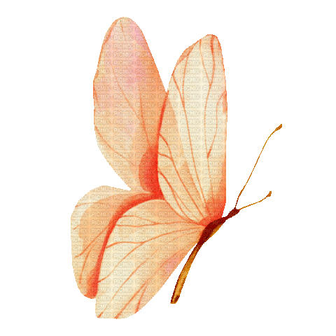 Butterfly.Papillon.gif.Victoriabea - Δωρεάν κινούμενο GIF