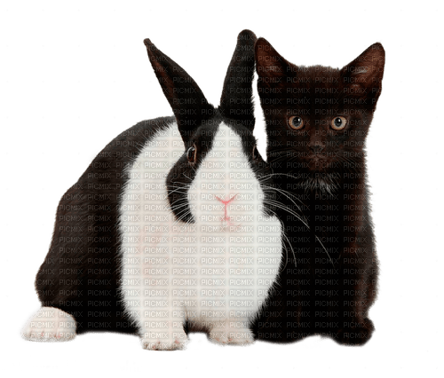 rabbit and cat by nataliplus - png ฟรี