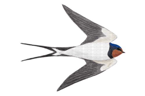 hirondelle - Free PNG