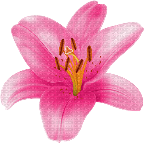 pink lily - gratis png