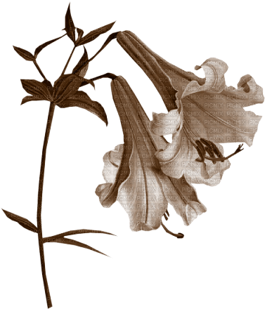dolceluna steampunk flower brown - bezmaksas png