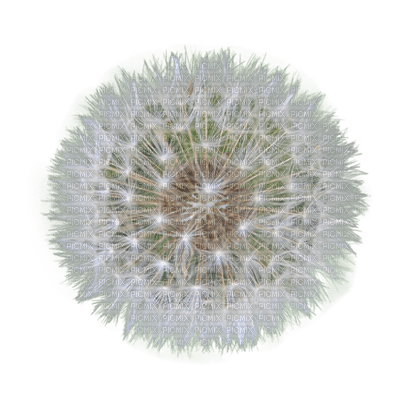 dandelion - darmowe png