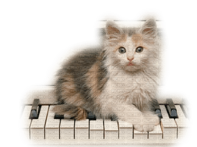 Katze chat cat - PNG gratuit
