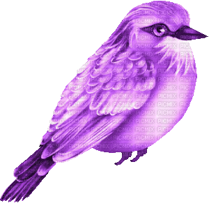 ani-fågel----bird - Бесплатный анимированный гифка