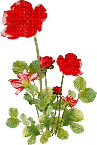 dolceluna flowers deco - Free PNG