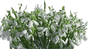 snowdrops - 免费PNG