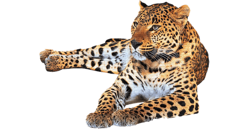 leopard milla1959 - png grátis