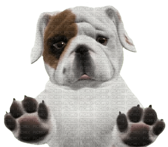 Kaz_Creations Animals Animal Dogs Dog Pup - png gratuito