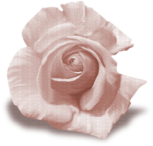 autumn deco kikkapink png pink rose flower - PNG gratuit