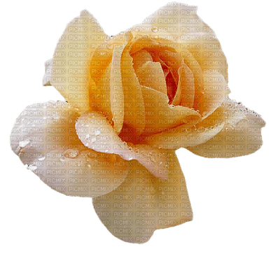 minou-yellow rose-gul ros - nemokama png