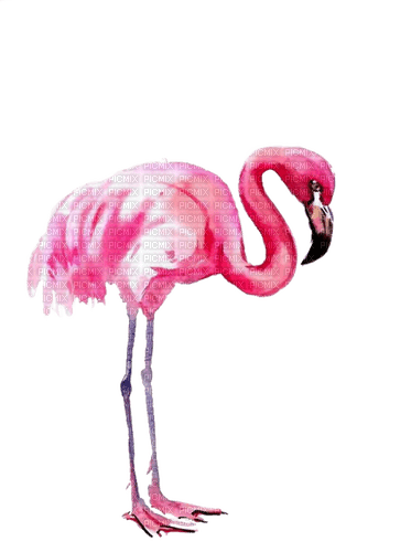 Flamingo, Aquqrelle - PNG gratuit