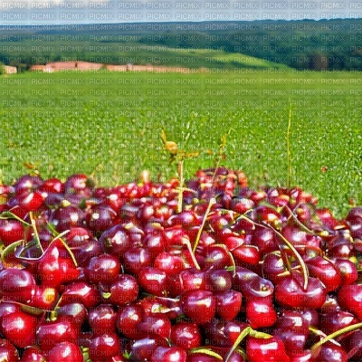 Cherries in a Field - zadarmo png