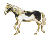 horse-NitsaPapacon - Animovaný GIF zadarmo