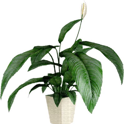 plants katrin - png ฟรี