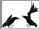 raven - Darmowy animowany GIF
