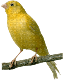 birds-l - PNG gratuit