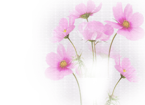 blommor-rosa----flowers-pink - darmowe png