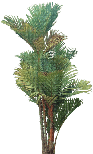 Tropical.Palmier.Palm.Deco.Victoriabea - png grátis