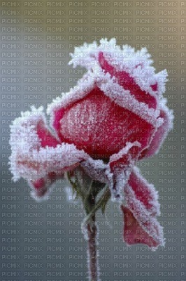 rose givrée - besplatni png